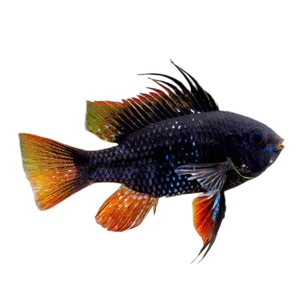Sort Sommerfuglecichlide (Papiliochromis ramirezi)